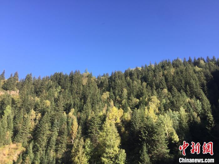 资料图:林木。高瑞峰 摄